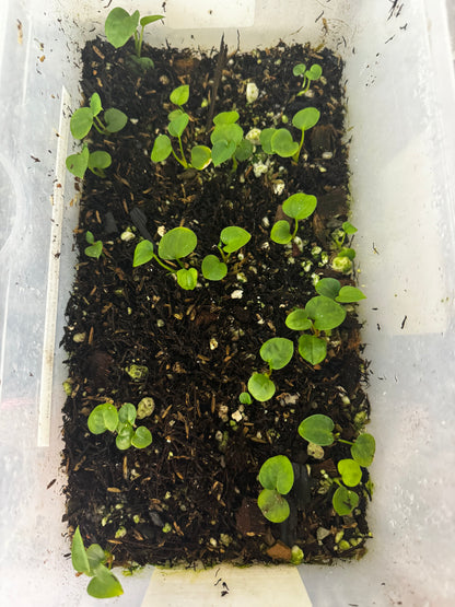 Anthurium Variegated Papillilaminum x (Carlablackiae x Papillilaminum)