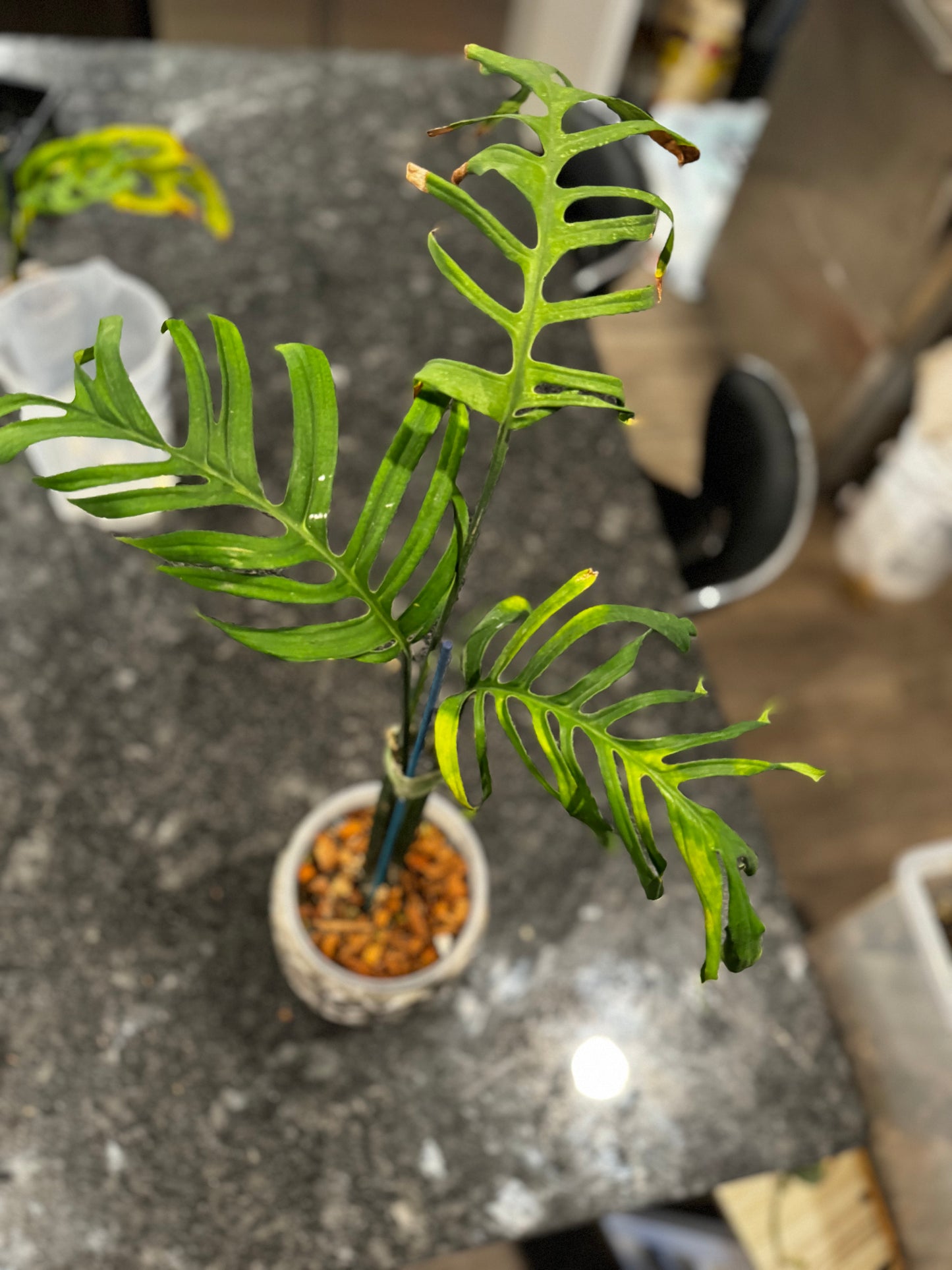 Monstera Croatii