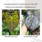 Anthurium Variegated Papillilaminum x (Carlablackiae x Papillilaminum)
