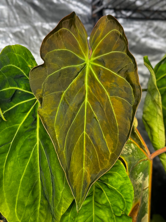A. Variegated Papillilaminum X-One (offset)