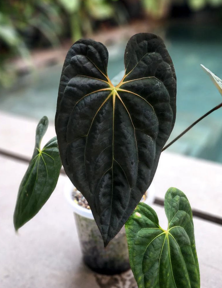 A. Variegated Papillilaminum X-One (offset)