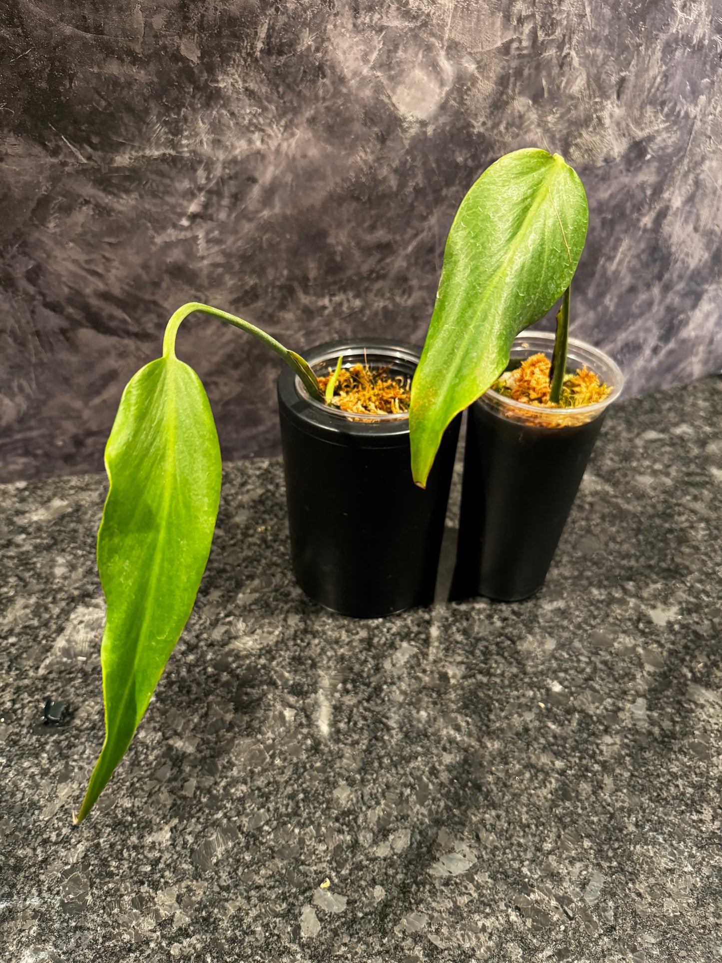 Monstera Burle Marx Flame