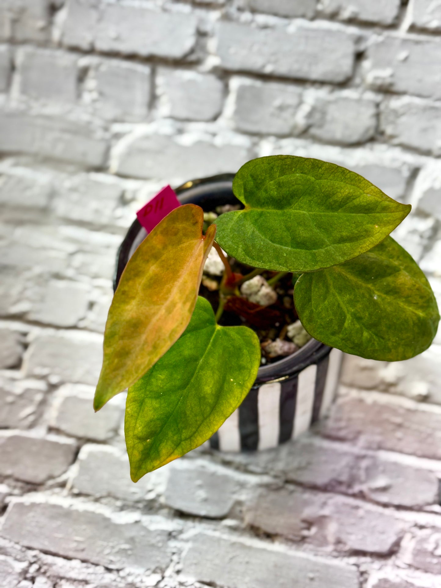 Anthurium (Red Crystallinum x NSE Portillae) x Variegated Papillilaminum X-One F2
