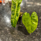 Philodendron Paraiso Verde