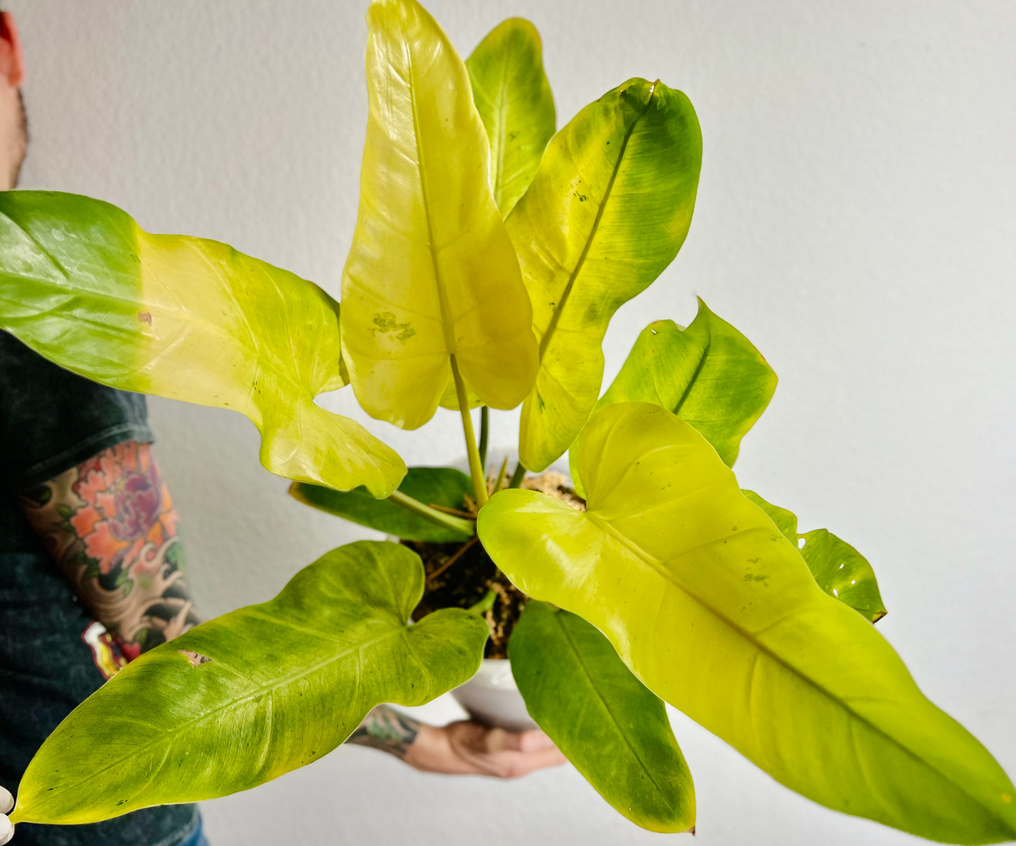 Philodendron Whipple Way