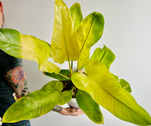 Philodendron Whipple Way