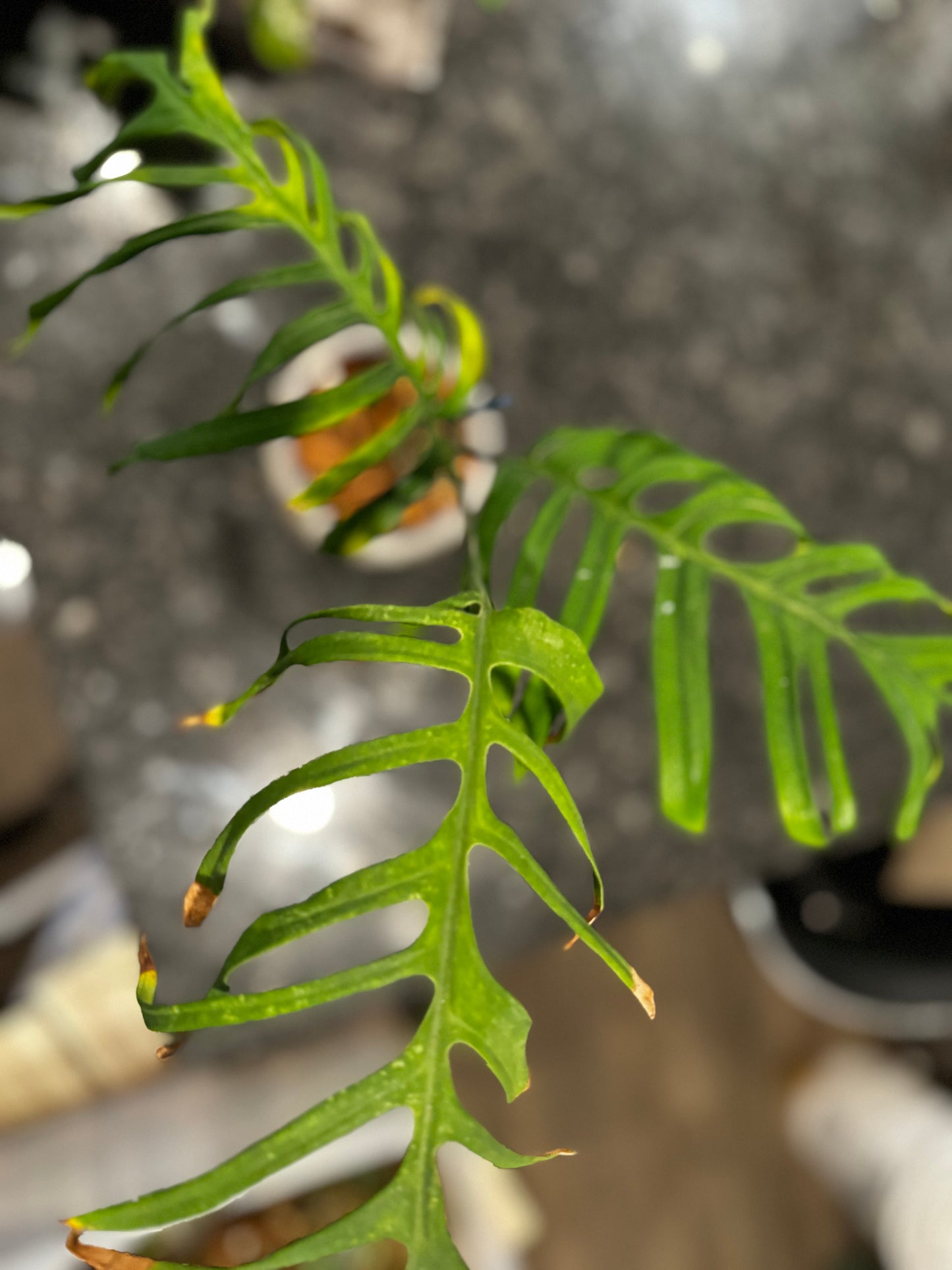 Monstera Croatii