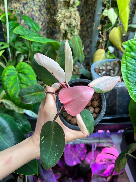 Philodendron Persimmon Princess