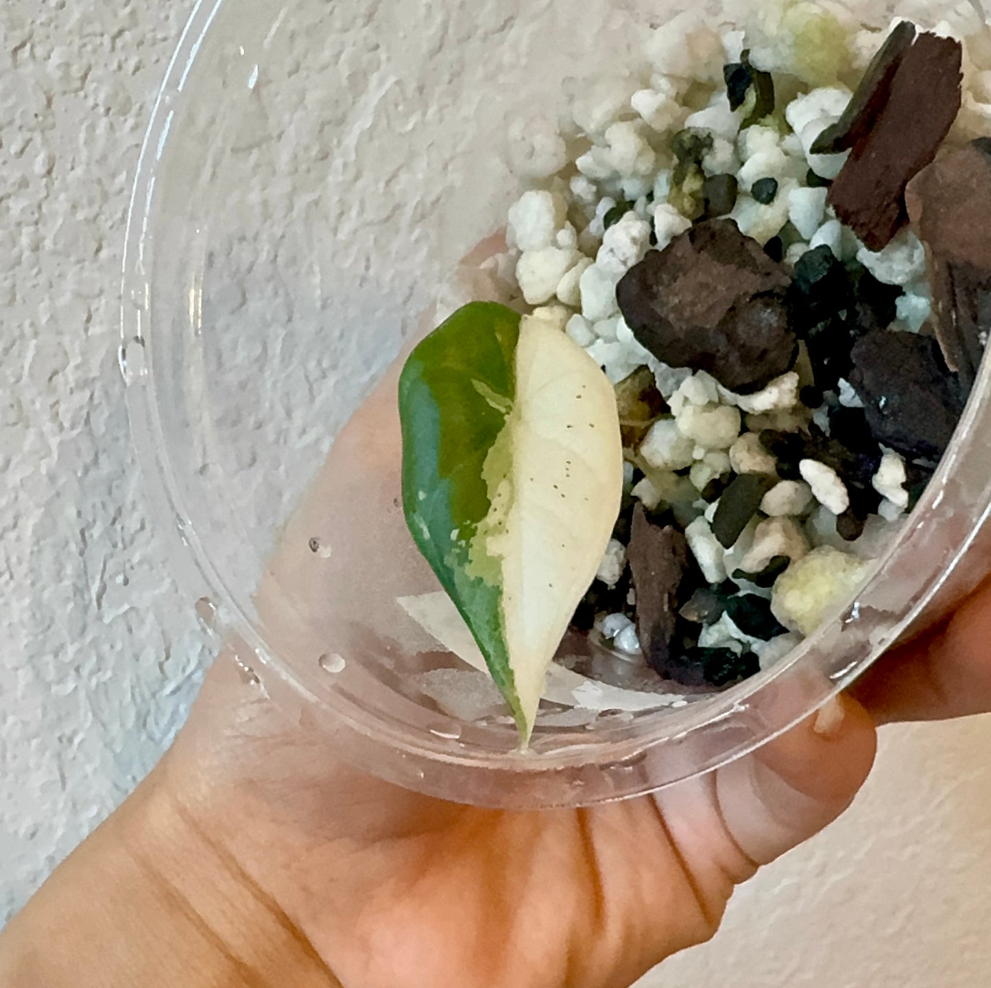 Variegated Alocasia Maharani Albo