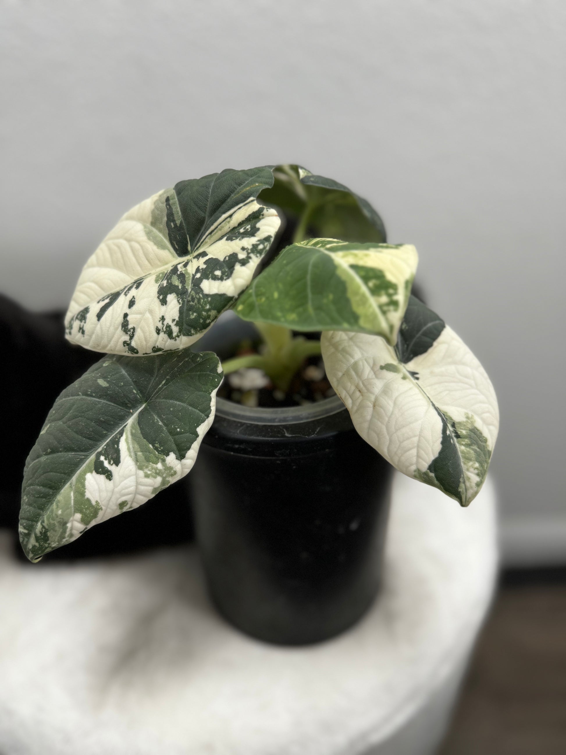 philodendron maharani Alocasia Maharani Albo Variegated – Zero's Plants