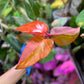 Philodendron Persimmon Princess
