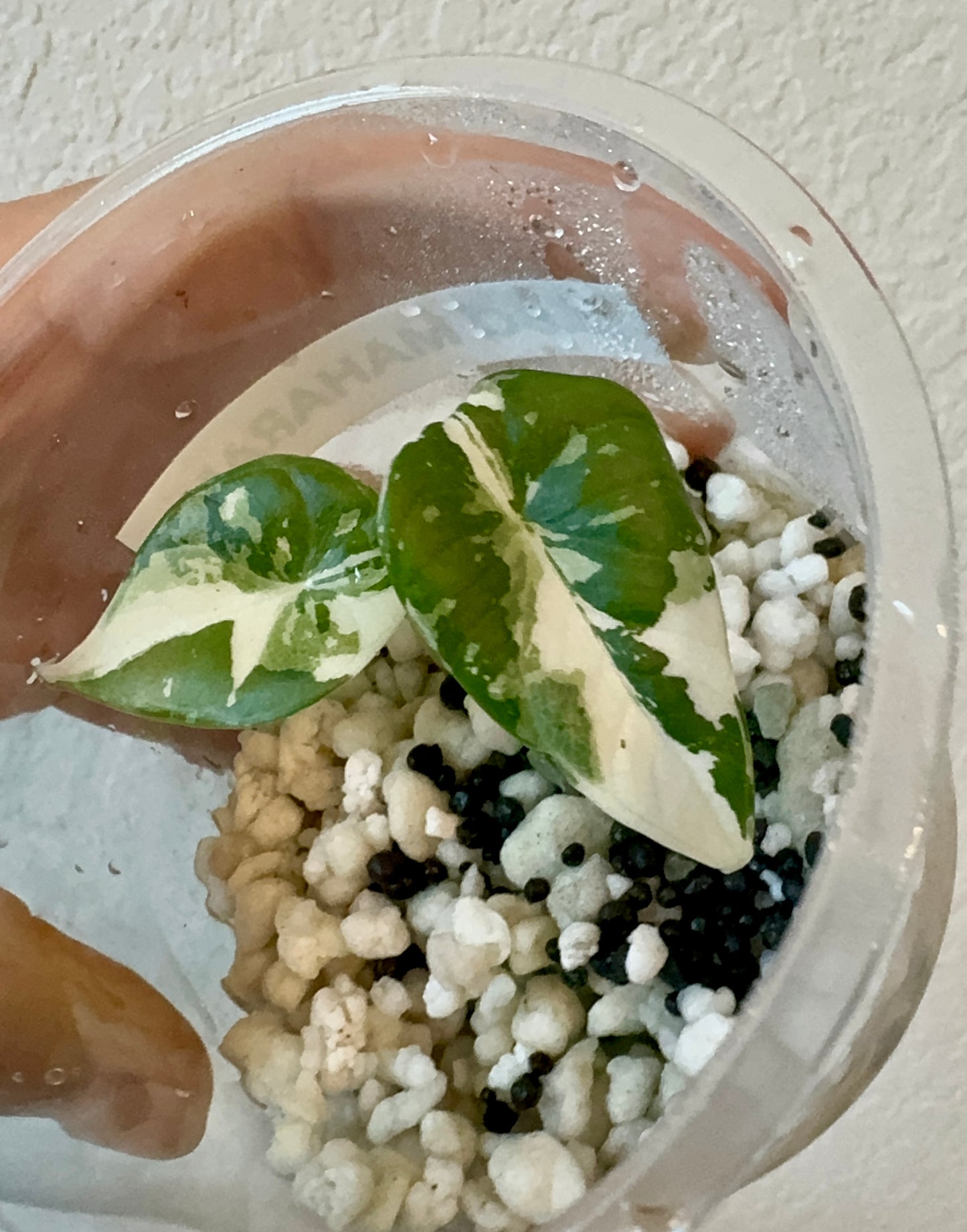Variegated Alocasia Maharani Albo