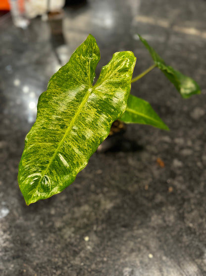 Philodendron Paraiso Verde