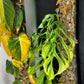 Monstera Obliqua ‘Filamentous’ | (Monstera Gracilis Aff.)