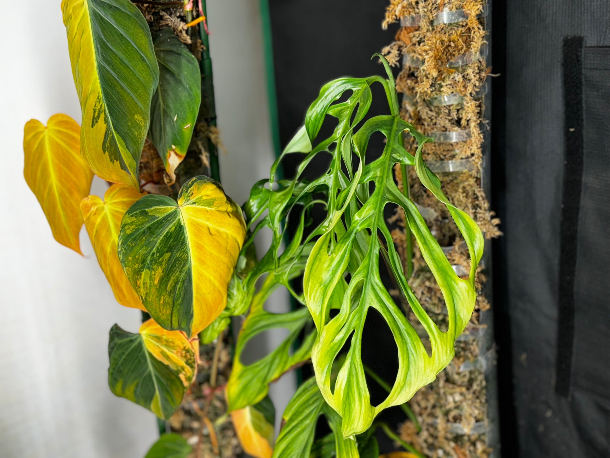 variegated monstera obliqua Monstera Obliqua 'Filamentous'