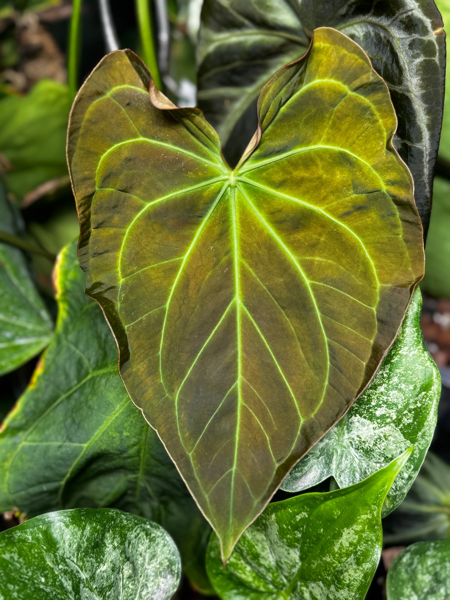 A. Variegated Papillilaminum X-One (offset)