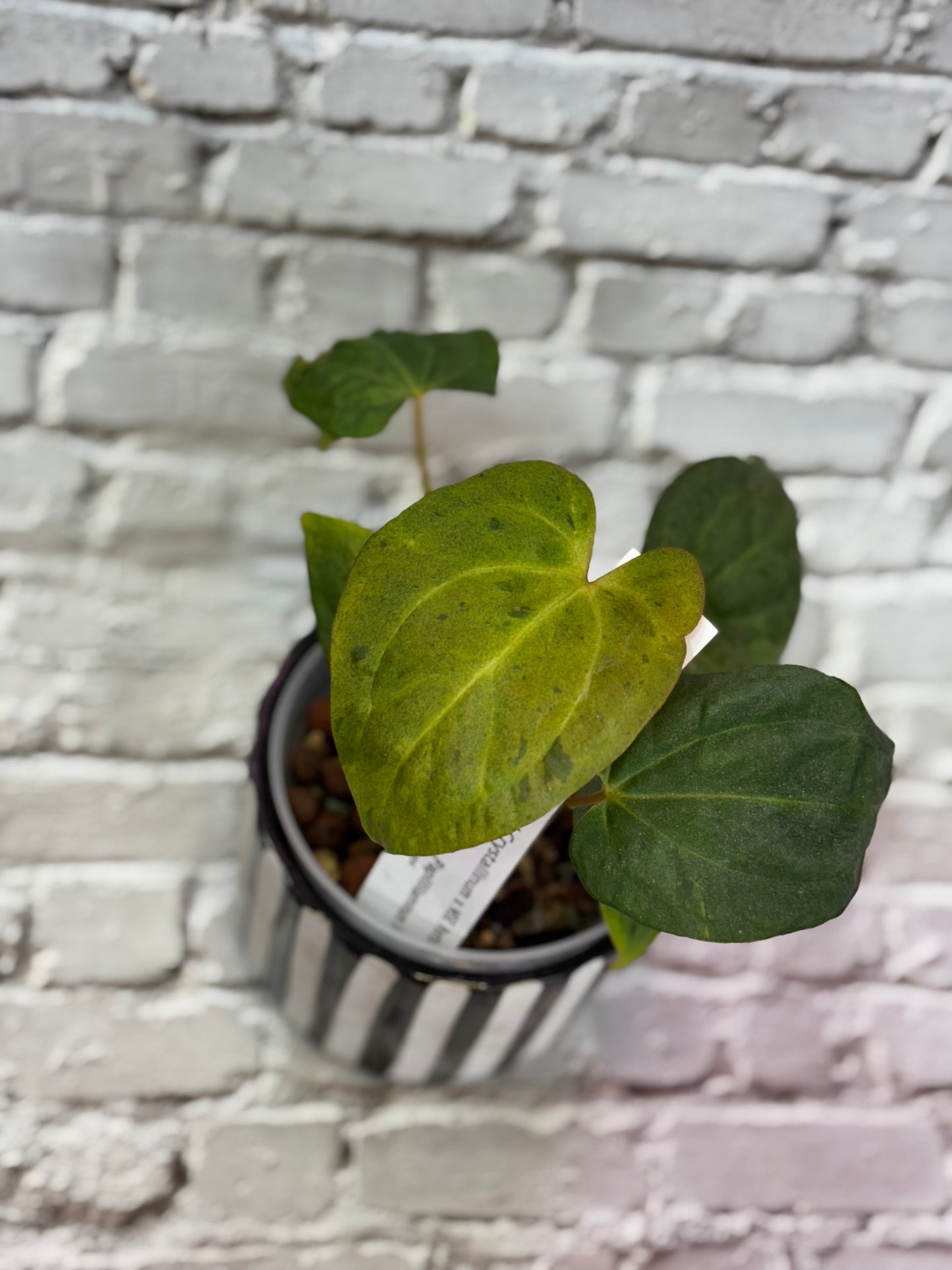 Anthurium (Red Crystallinum x NSE Portillae) x Variegated Papillilaminum X-One F2