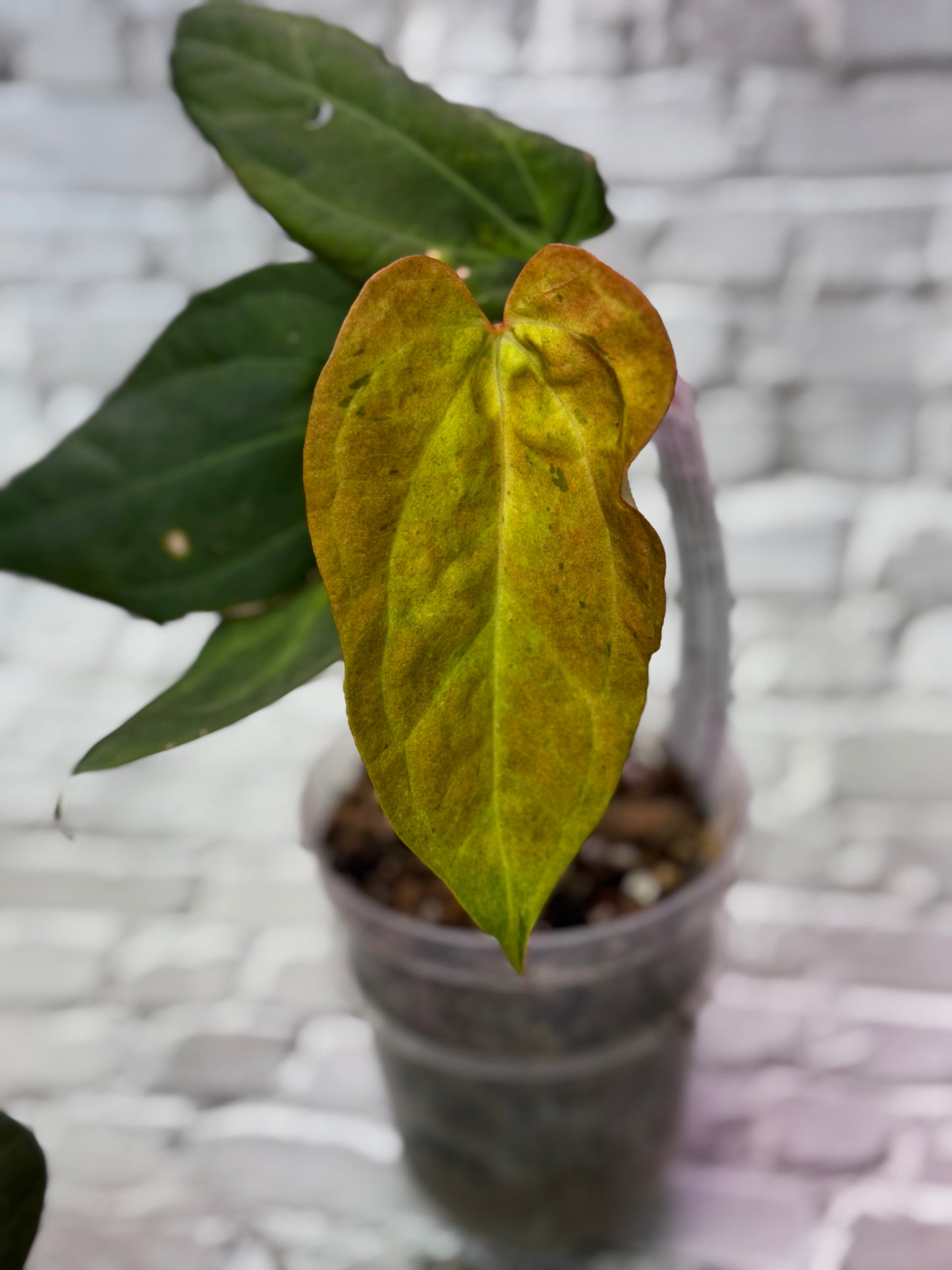 Anthurium (Red Crystallinum x NSE Portillae) x Variegated Papillilaminum X-One F2