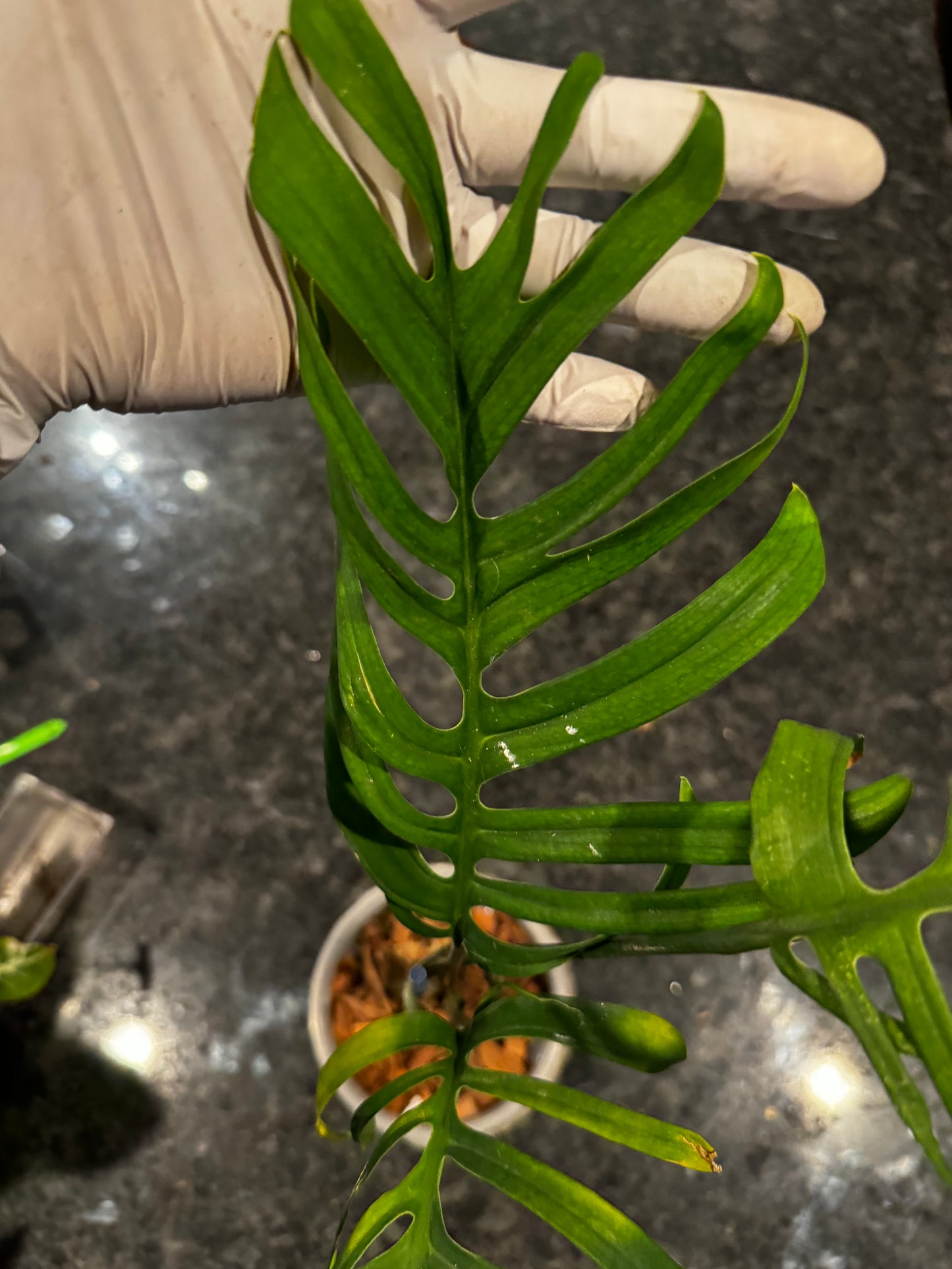 Monstera Croatii