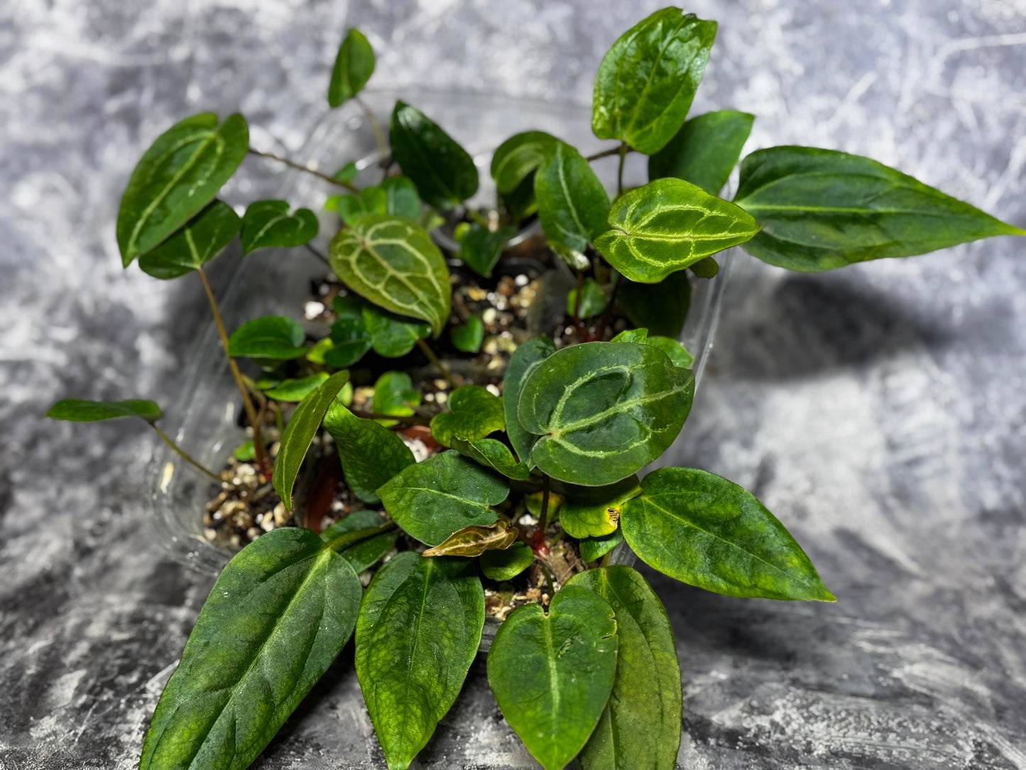 Anthurium (Red Crystallinum x NSE Portillae) x Ree Gardens Portillae | Seedlings