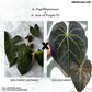 Anthurium Papillilaminum x A. Ace of Purple F2 | Seedlings