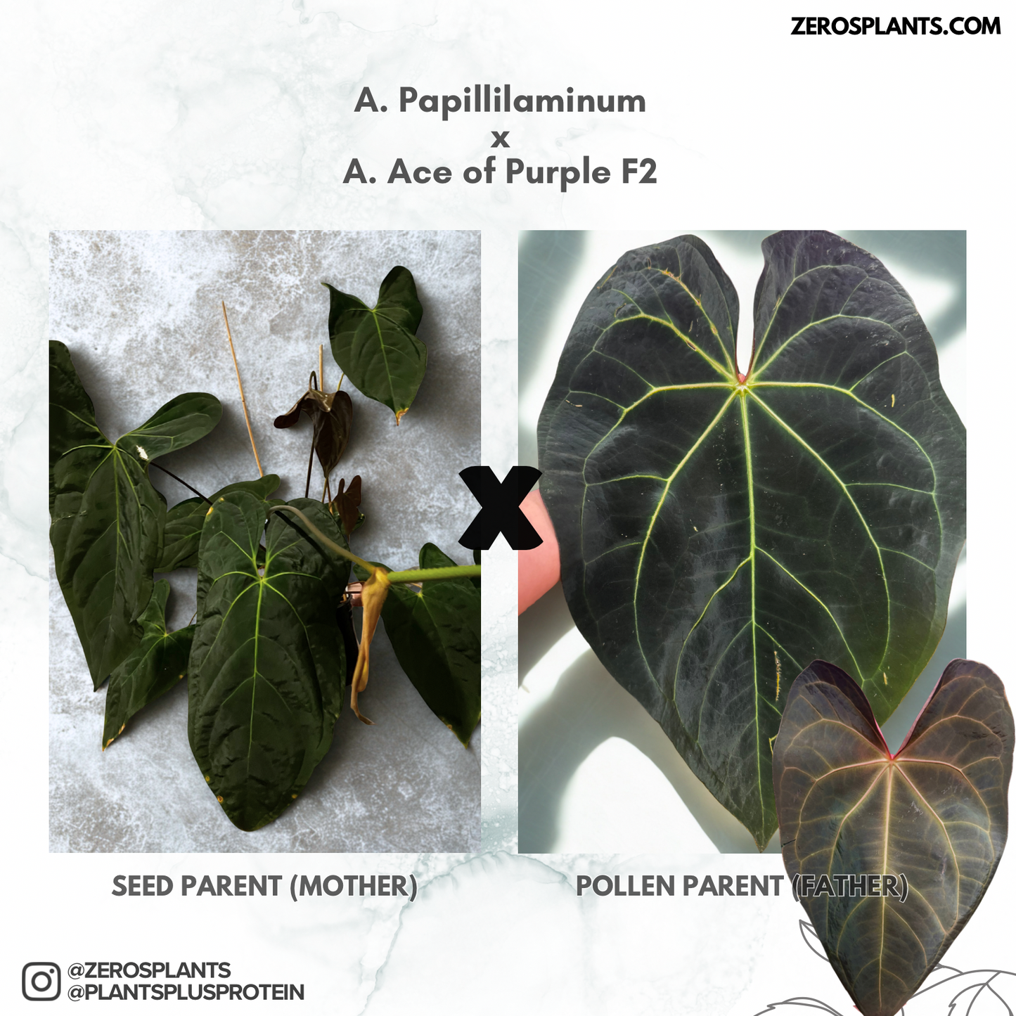 Anthurium Papillilaminum x A. Ace of Purple F2 | Seedlings
