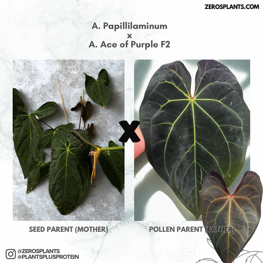Anthurium Papillilaminum x A. Ace of Purple F2 | Seedlings