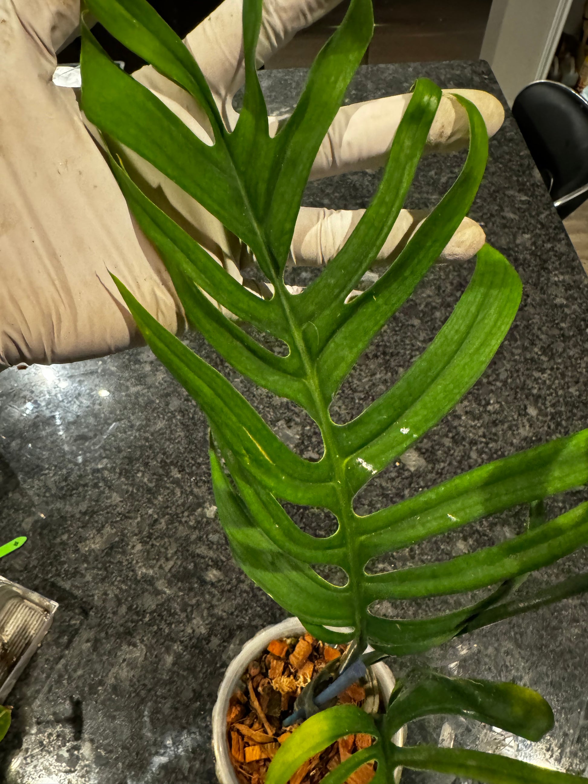 monstera crocks Monstera Croatii – Zero's Plants