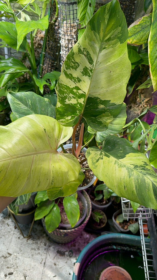 Philodendron Snowdrift