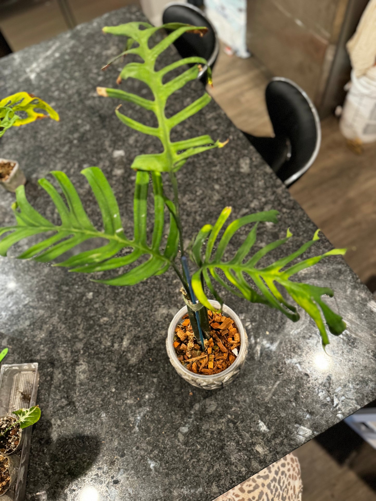 Monstera Croatii