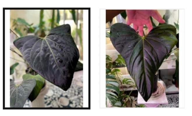 Anthurium ‘Mr. Worldwide’ (Indo Portillae x NSE Portillae)