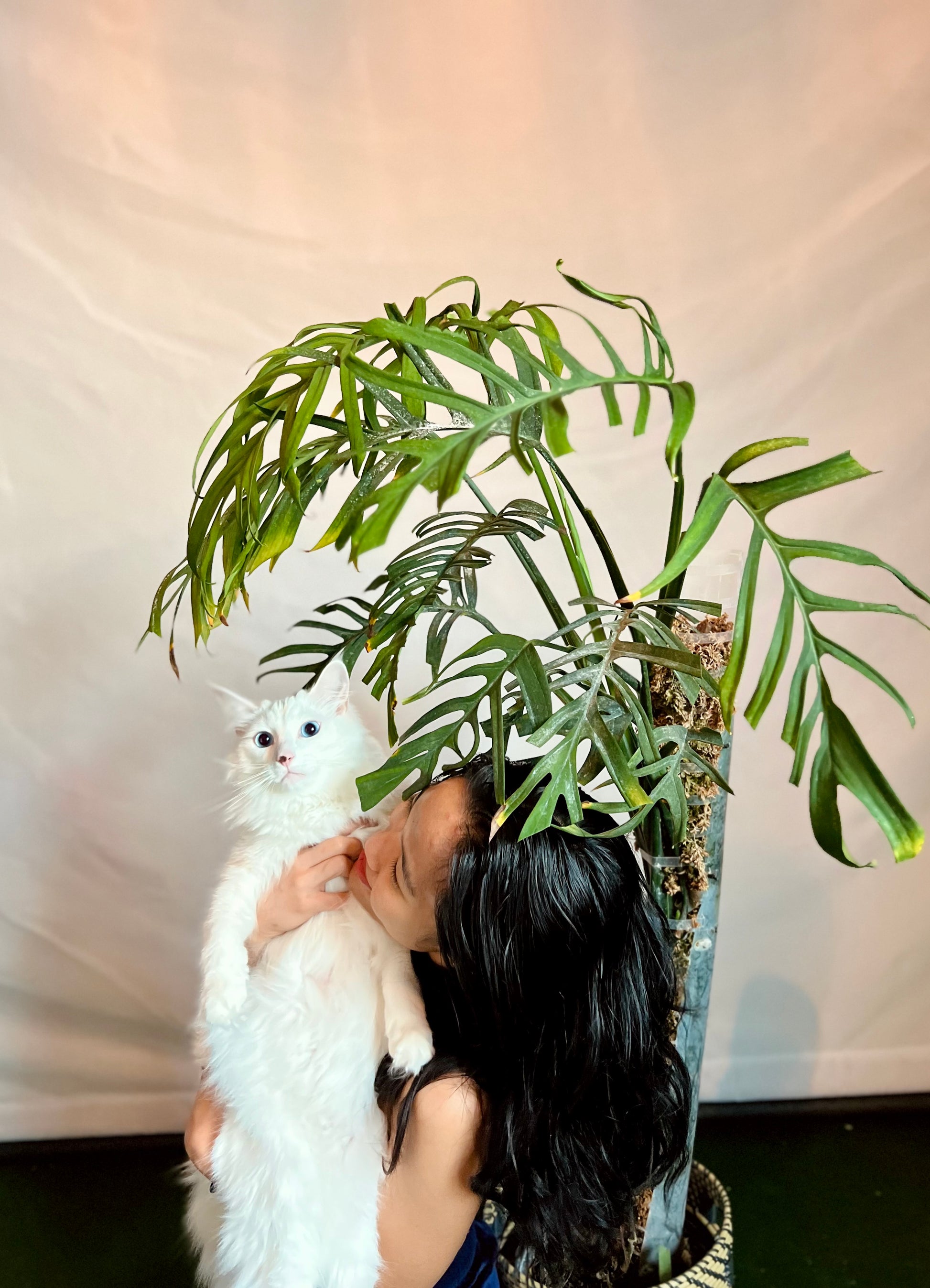 monstera crocks Monstera Croatii – Zero's Plants