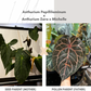 Anthurium Papillilaminum x (Zara x Michelle)