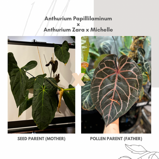 A. Papillilaminum x (Zara x Michelle)