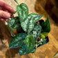 Scindapsus ‘Paraluman’ - Rare Variegation Green on Green