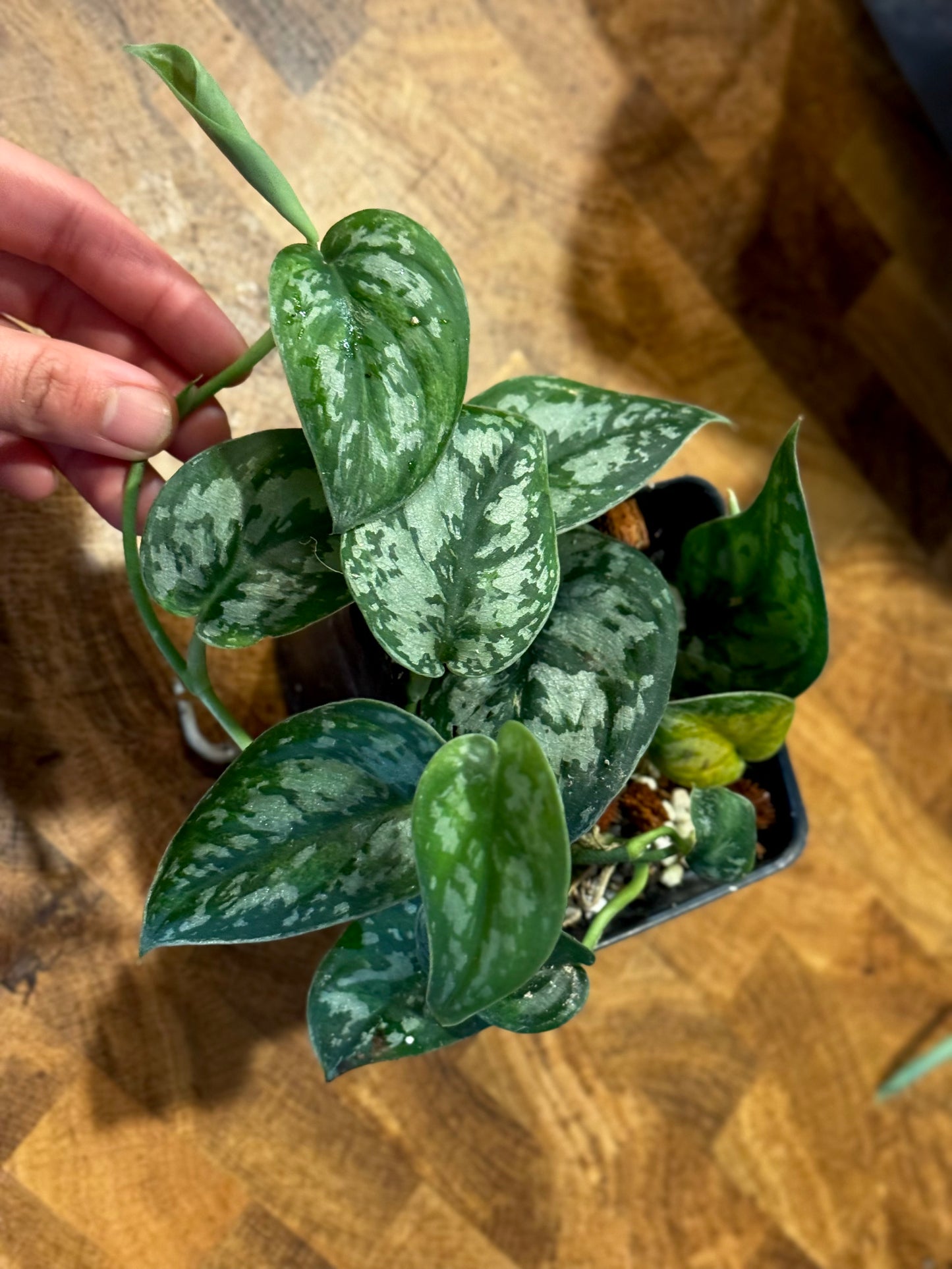 Scindapsus ‘Paraluman’ - Rare Variegation Green on Green