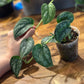 Scindapsus ‘Paraluman’ - Rare Variegation Green on Green