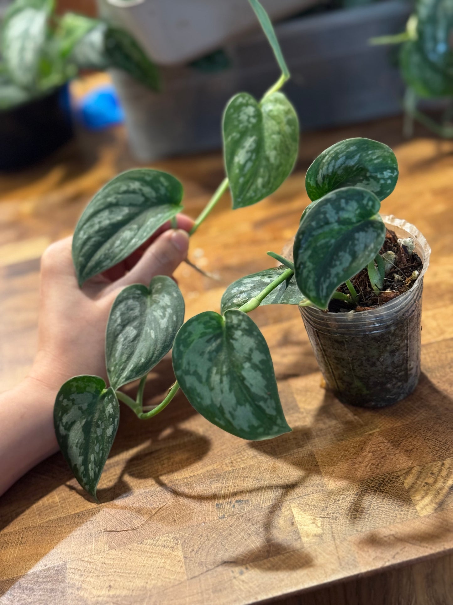 Scindapsus ‘Paraluman’ - Rare Variegation Green on Green