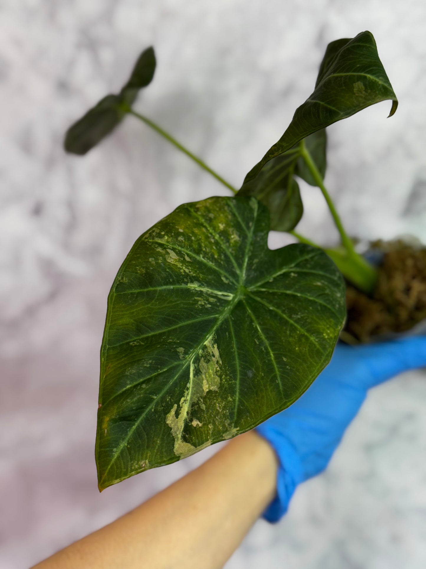 Alocasia Variegated Regal Shields