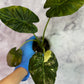 Alocasia Variegated Regal Shields