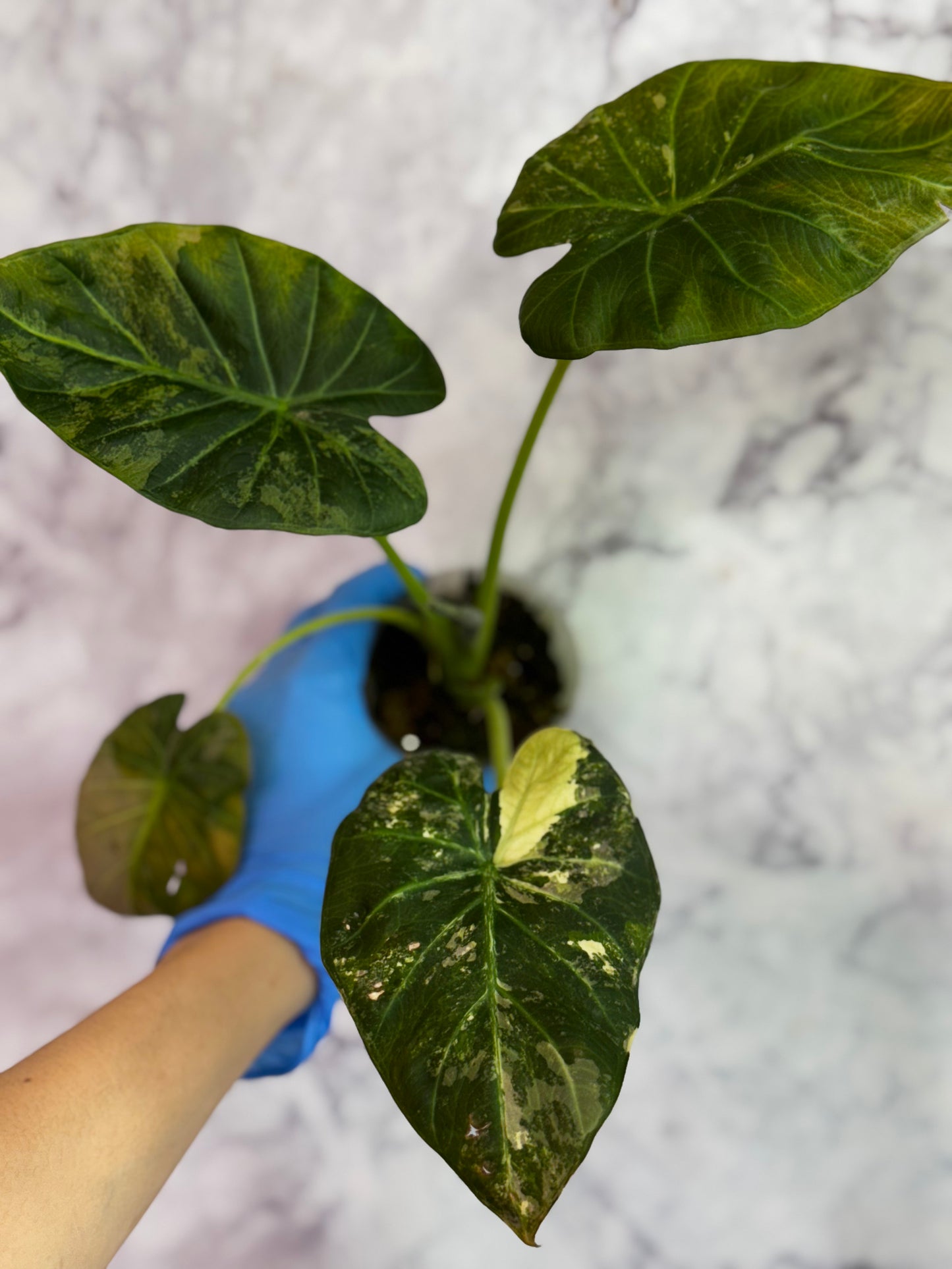 Alocasia Variegated Regal Shields