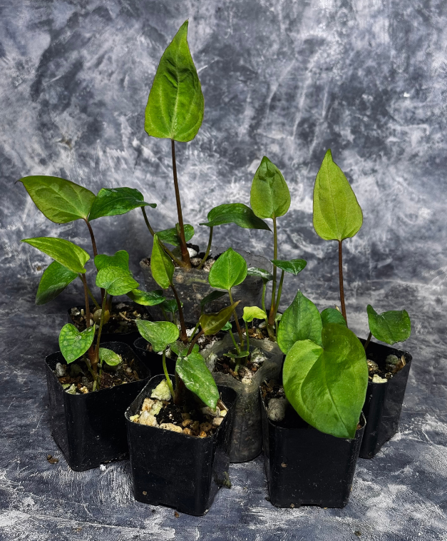 Anthurium Papillilaminum x A. Ace of Purple F2 | Seedlings