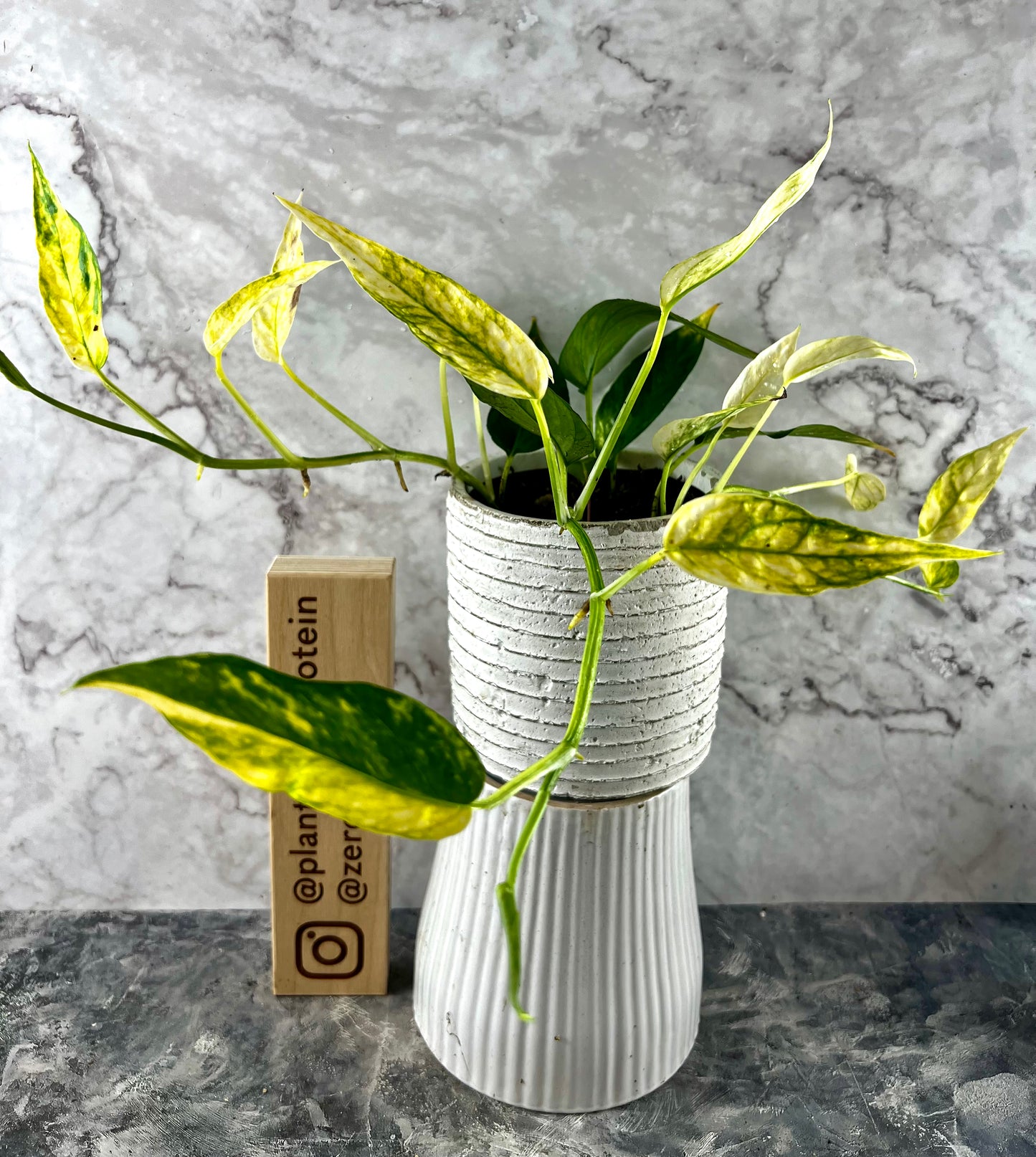 Epipremnum Yellow Flame
