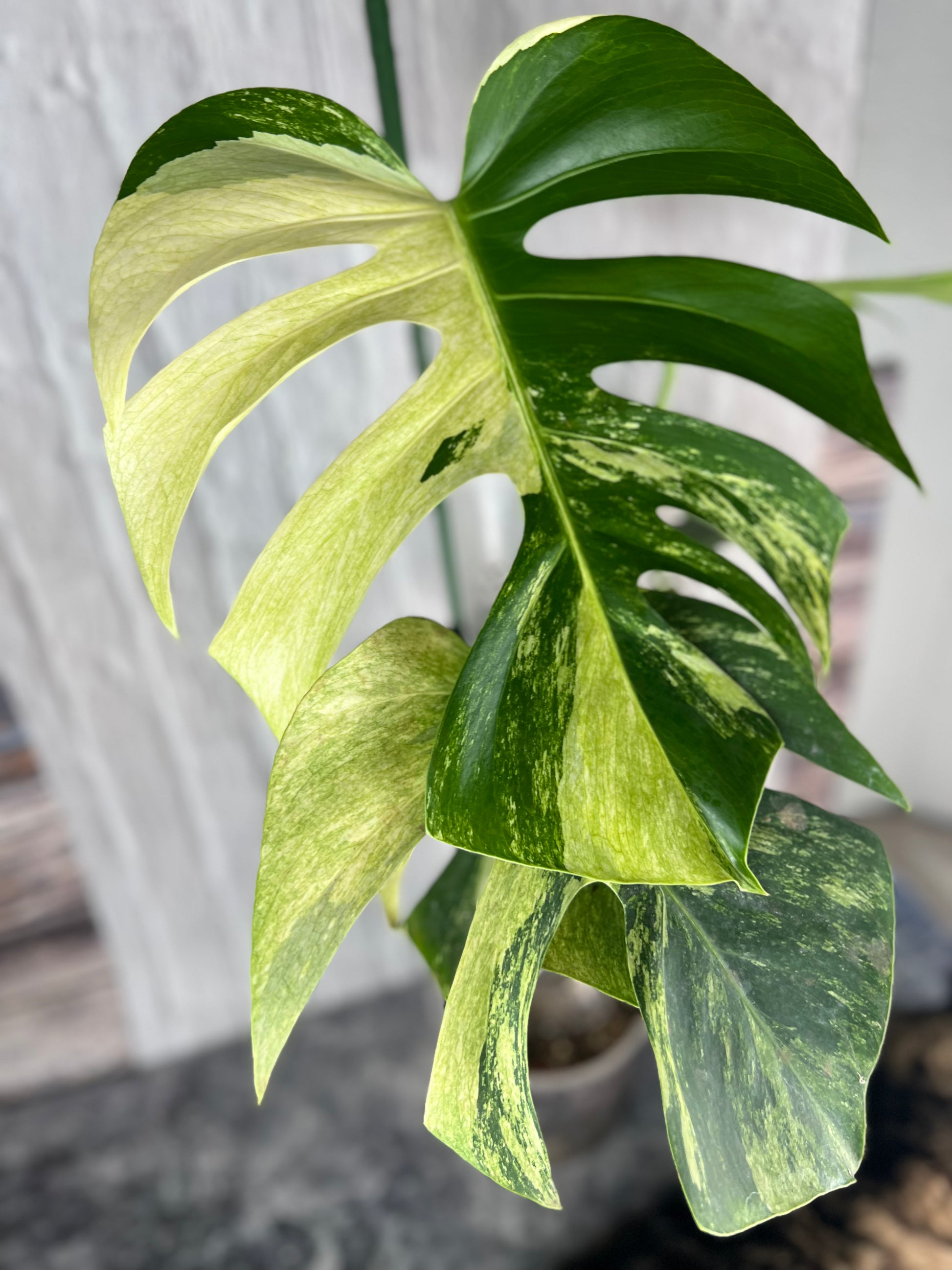 Monstera Mint Starter Plant ALL STARTER PLANTS require you to