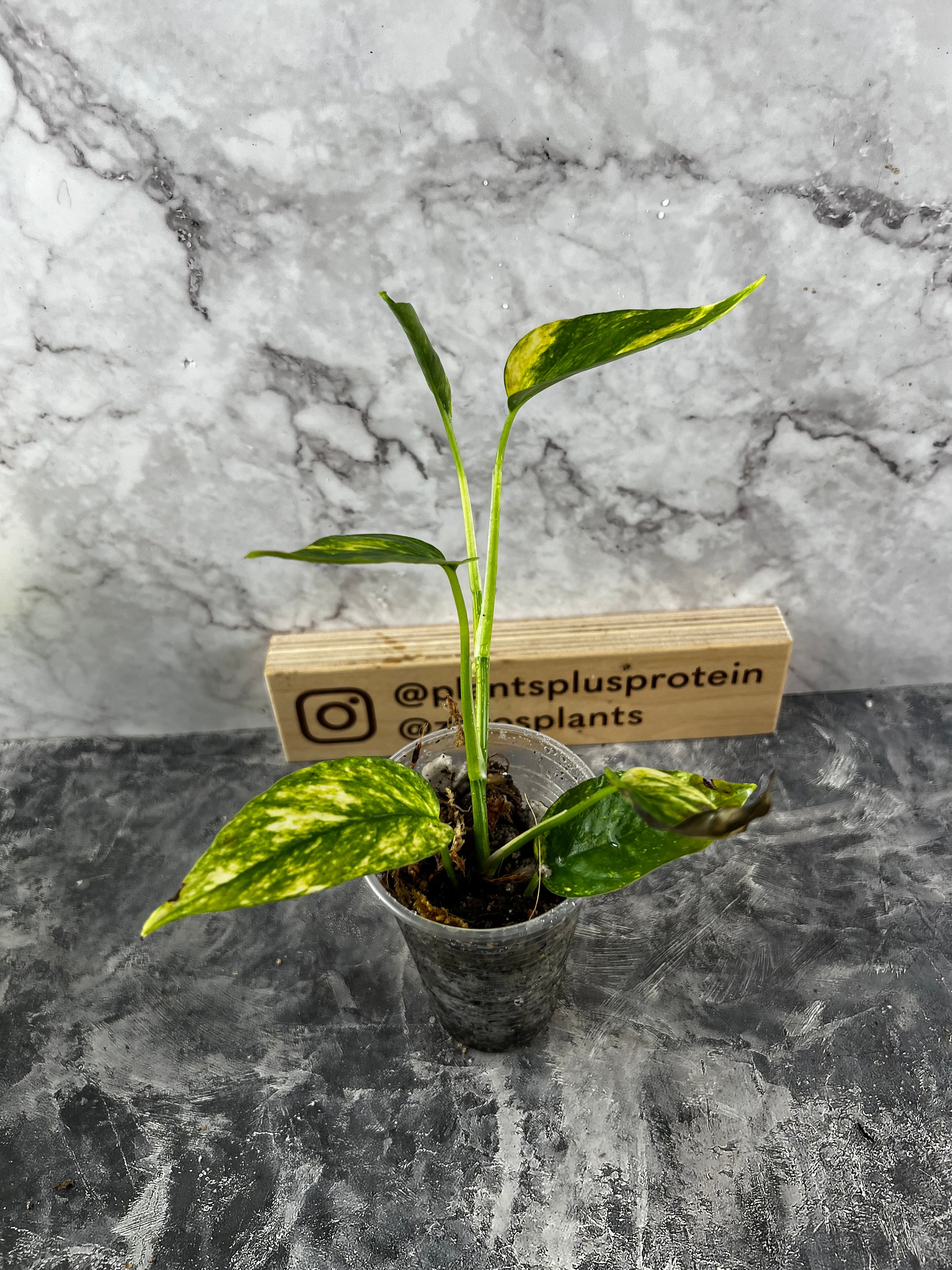 Epipremnum yellow flame – Aroid Market