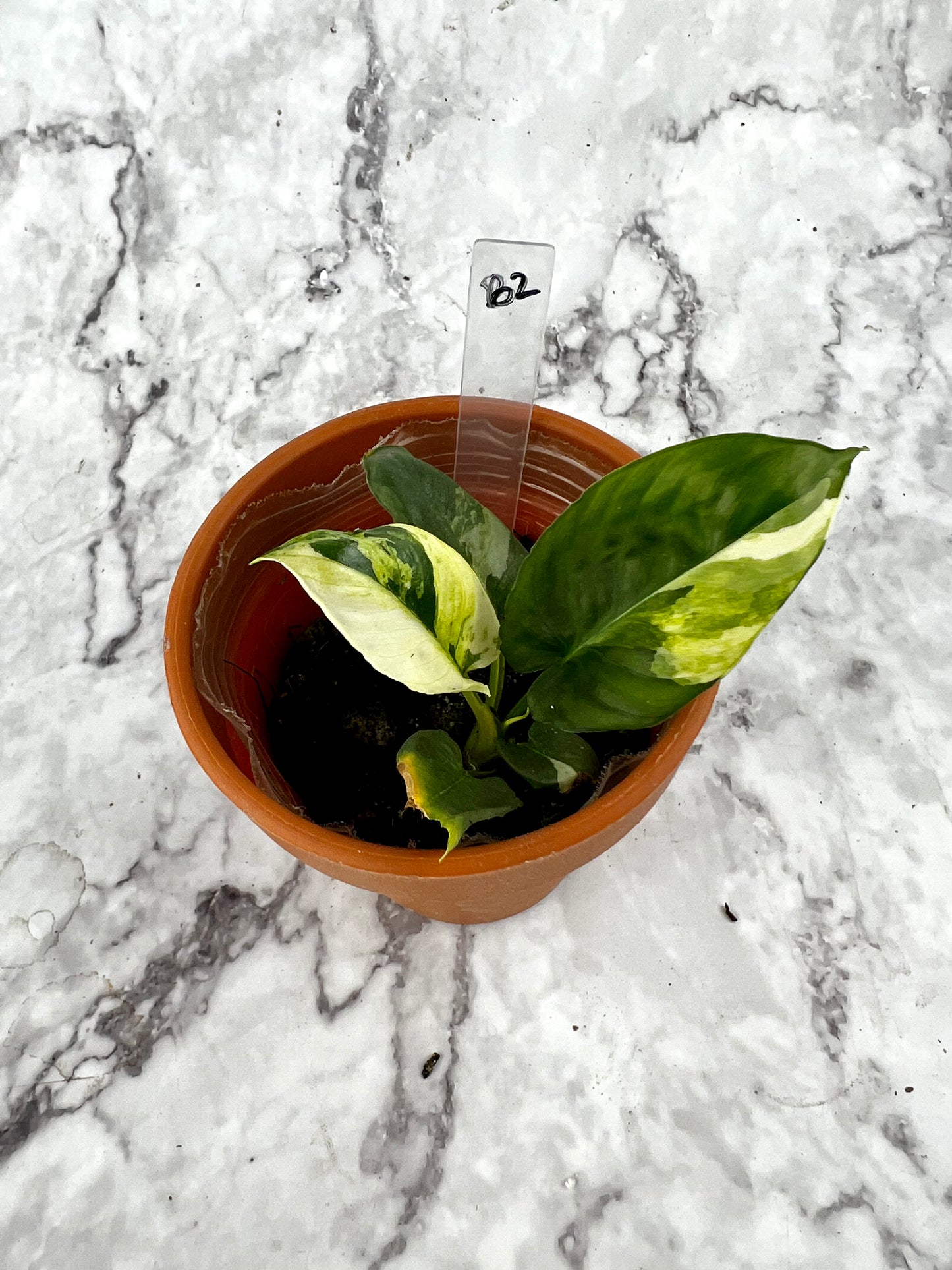 Variegated Homalomena sp.