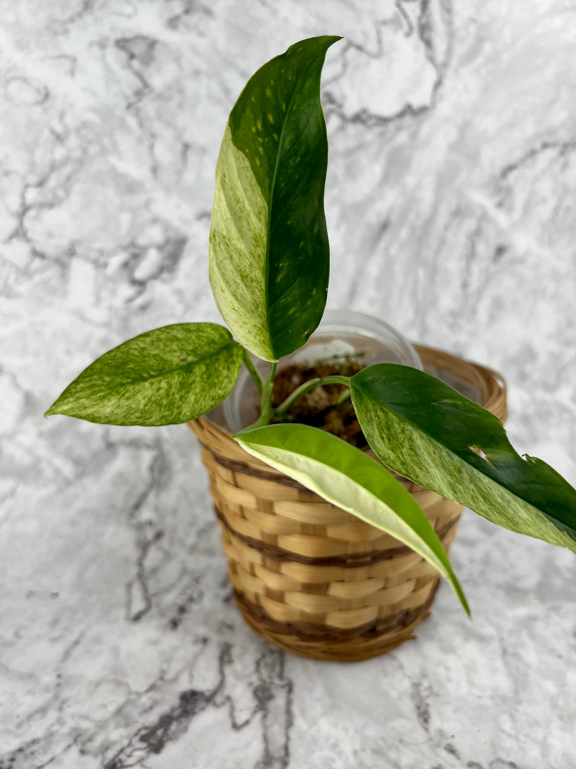 monstera adansonii variegated laniata Monstera Laniata Variegated – Zero's Plants