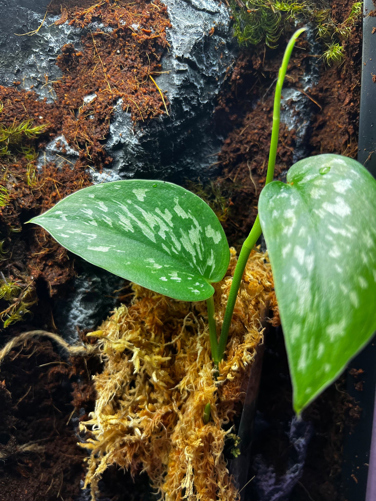 Scindapsus ‘Marahuyo’