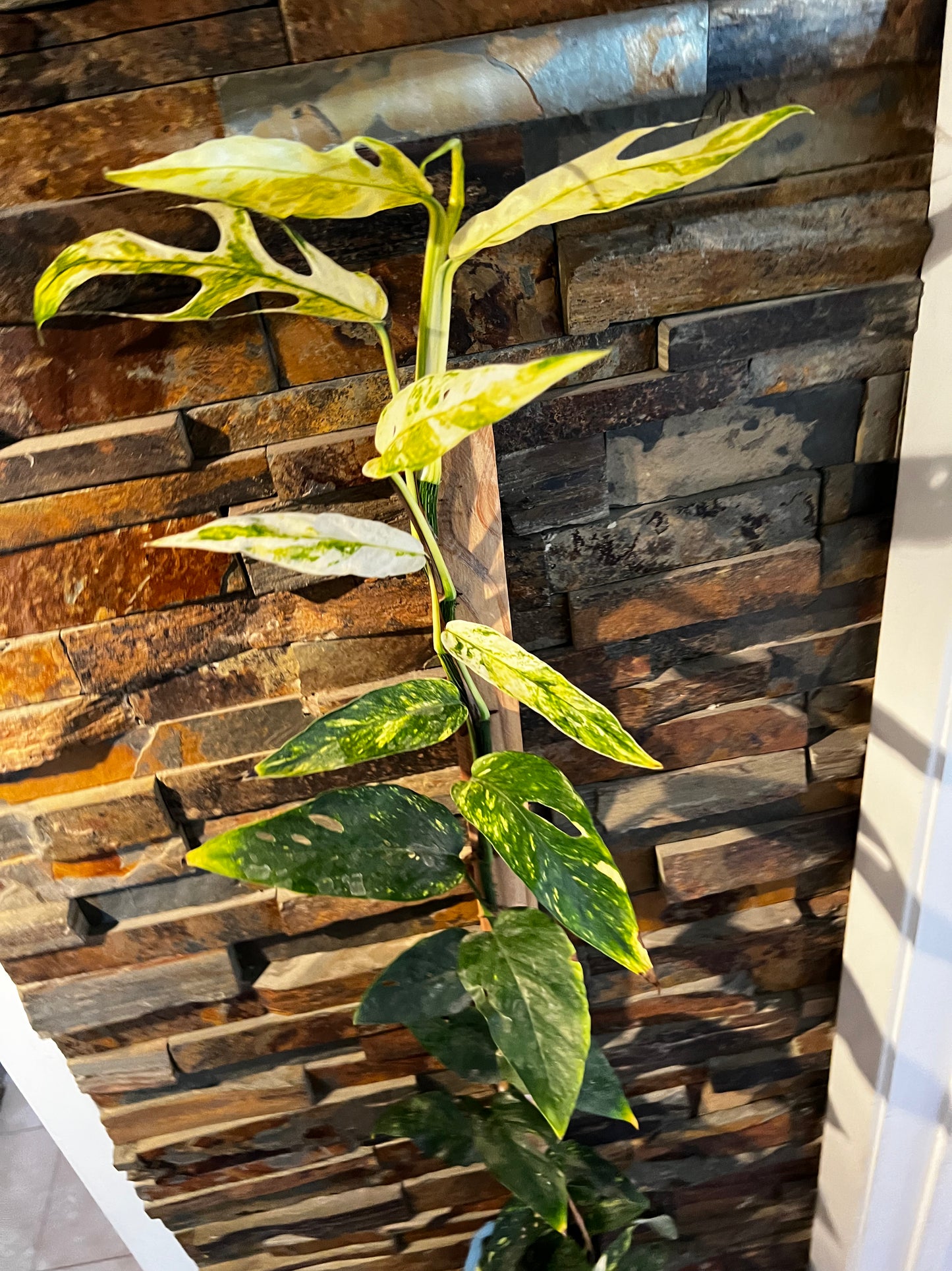 Epipremnum Yellow Flame