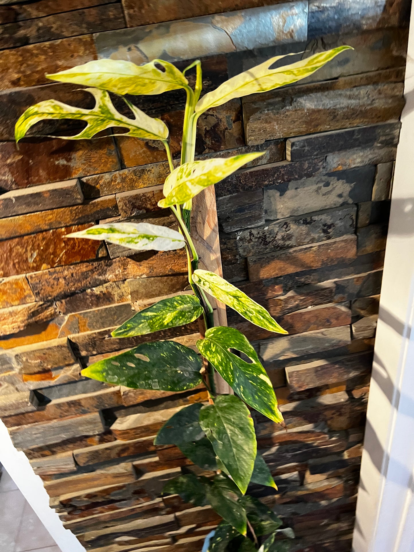 EPIPREMNUM YELLOW FLAME – Root Greenhaus